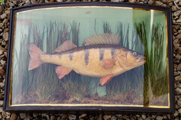 A Cased Perch