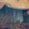 A Cased Perch - Image 5