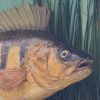 A Cased Perch - Image 6