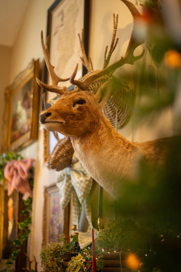 Fallow Deer Stags Head