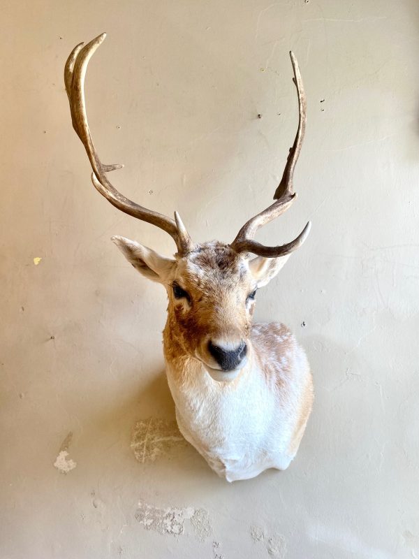 Fallow Deer Stags Head - Image 4