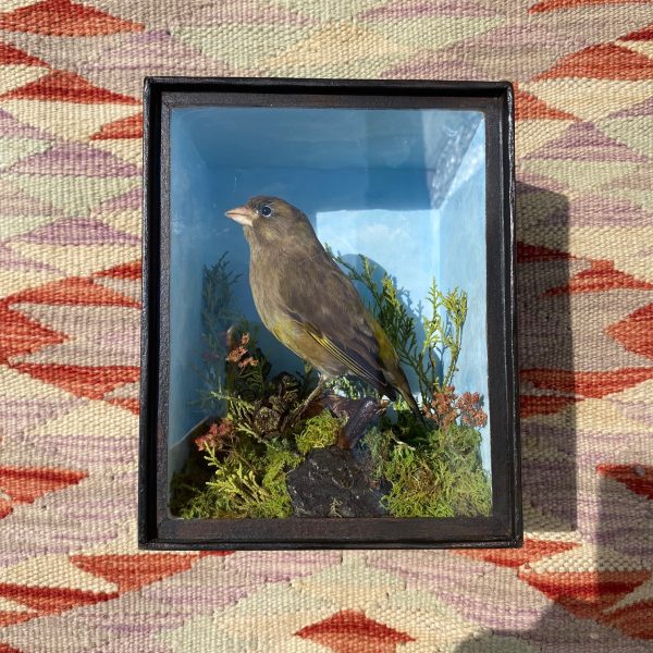 Cased Green Finch