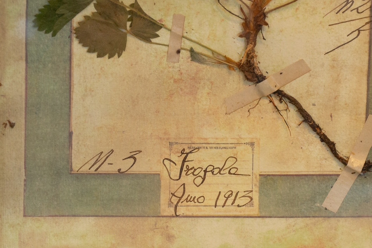 A Rare Pair of Italian Herbanium Panels, 1913 - Image 3