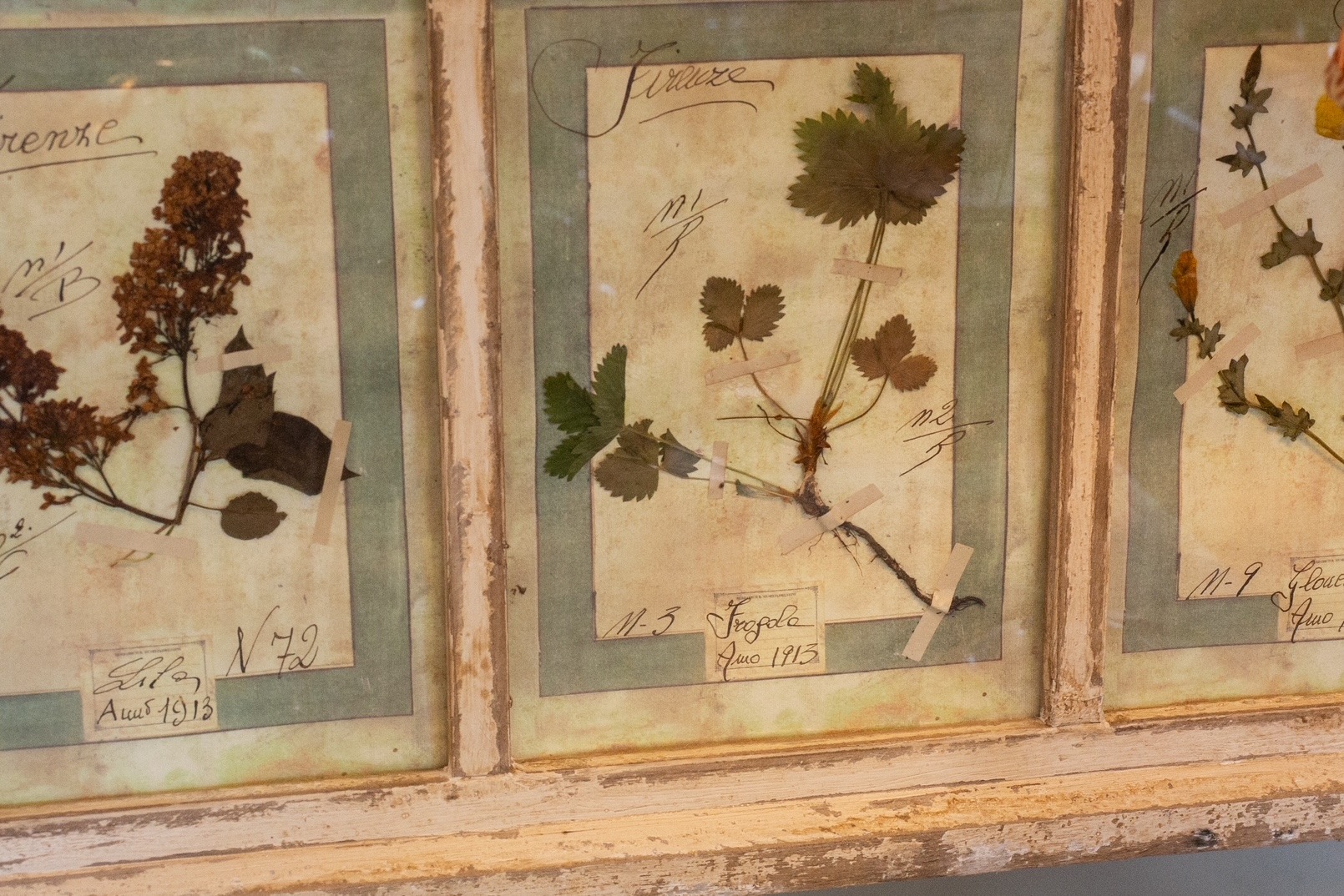 A Rare Pair of Italian Herbanium Panels, 1913 - Image 4
