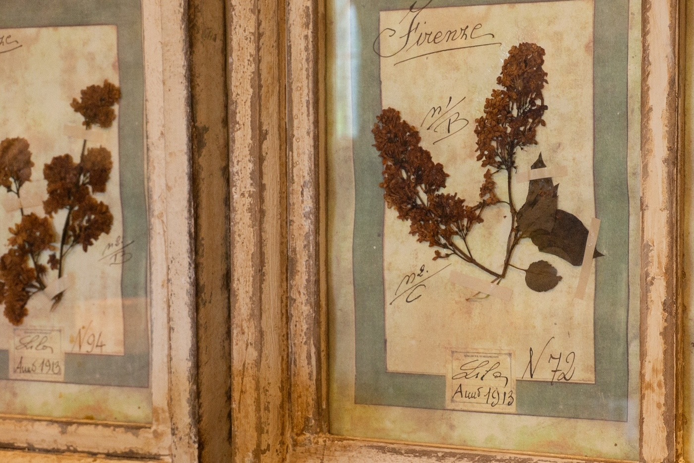 A Rare Pair of Italian Herbanium Panels, 1913 - Image 5